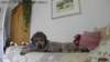 img_9800_small.jpg