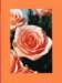 makro005_4_eos2_small.jpg