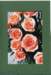 makro007_6_eos_small.jpg
